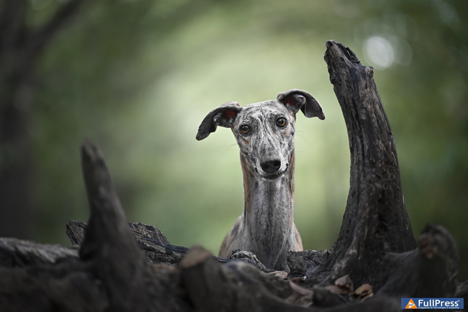 Nikon Z 7II Arancha ©Claudio Piccoli